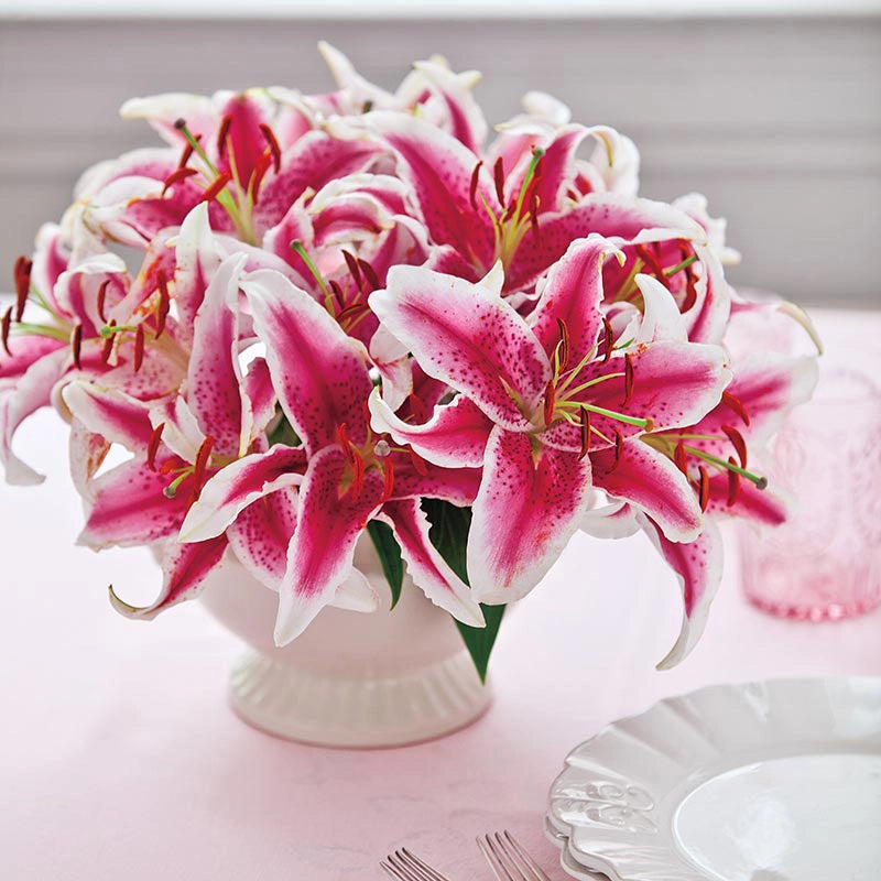 asiatic lily stargazer Stargazer Oriental Lily