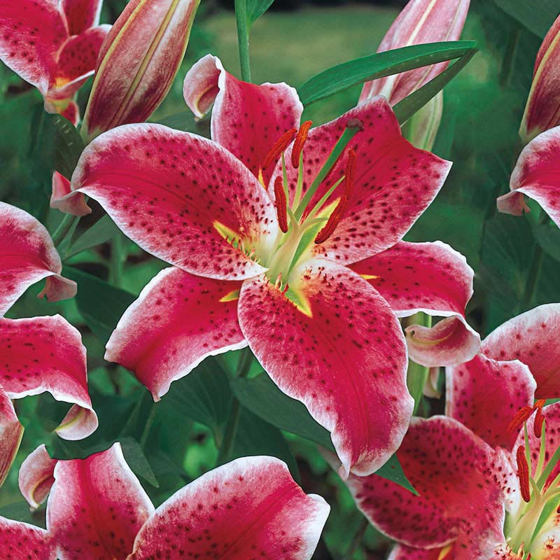 astrid lily flower Stargazer Oriental Lily