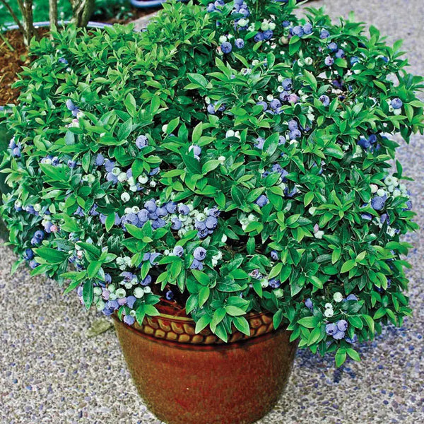 best size pot for blueberry plant Tophat Dwarf Blueberry