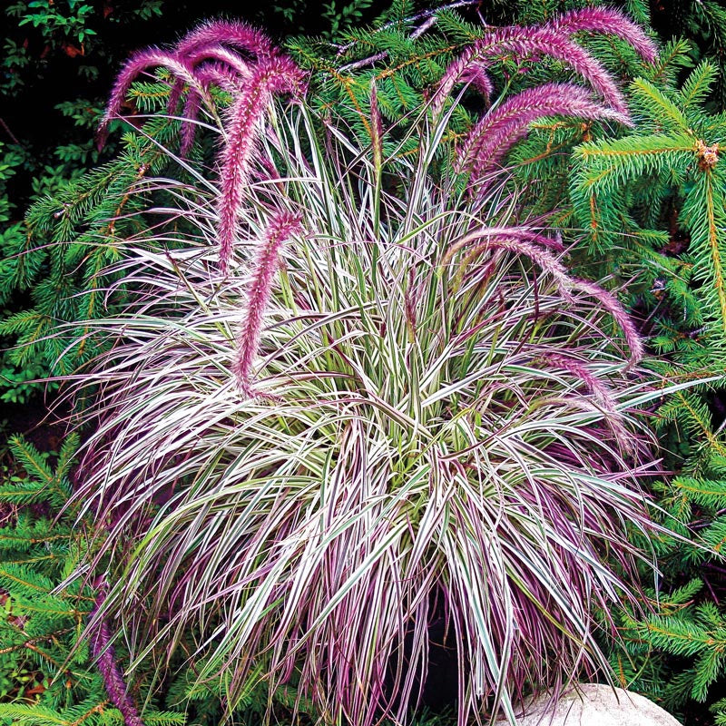 Cherry Sparkler Fountain Grass