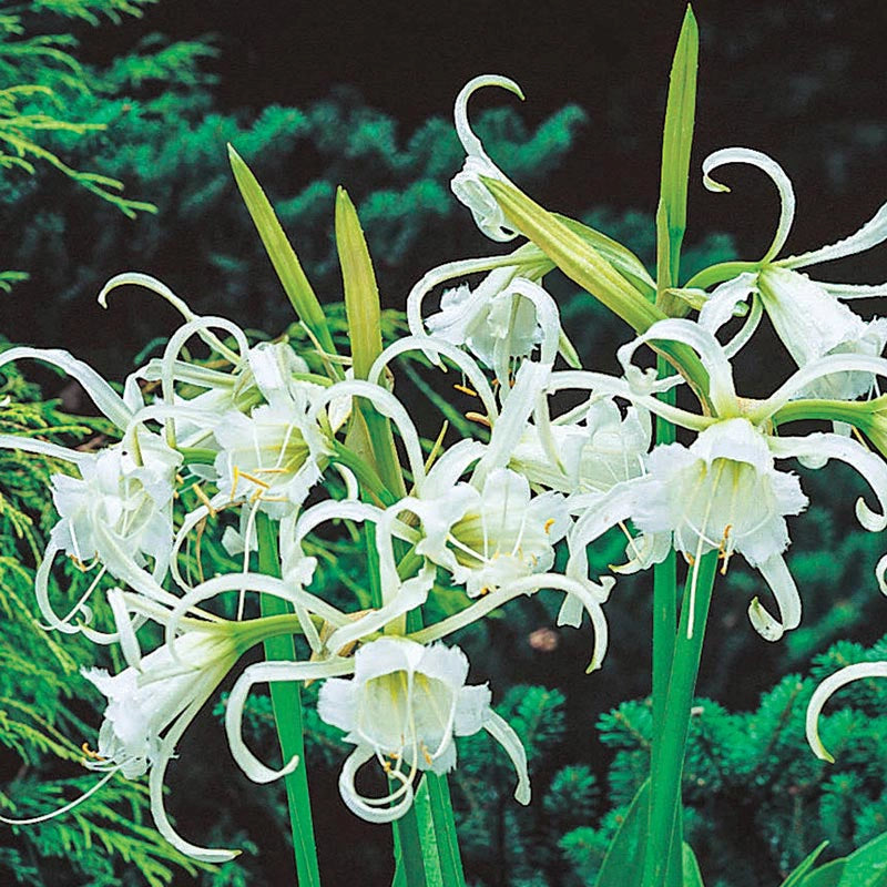 Peruvian Daffodil