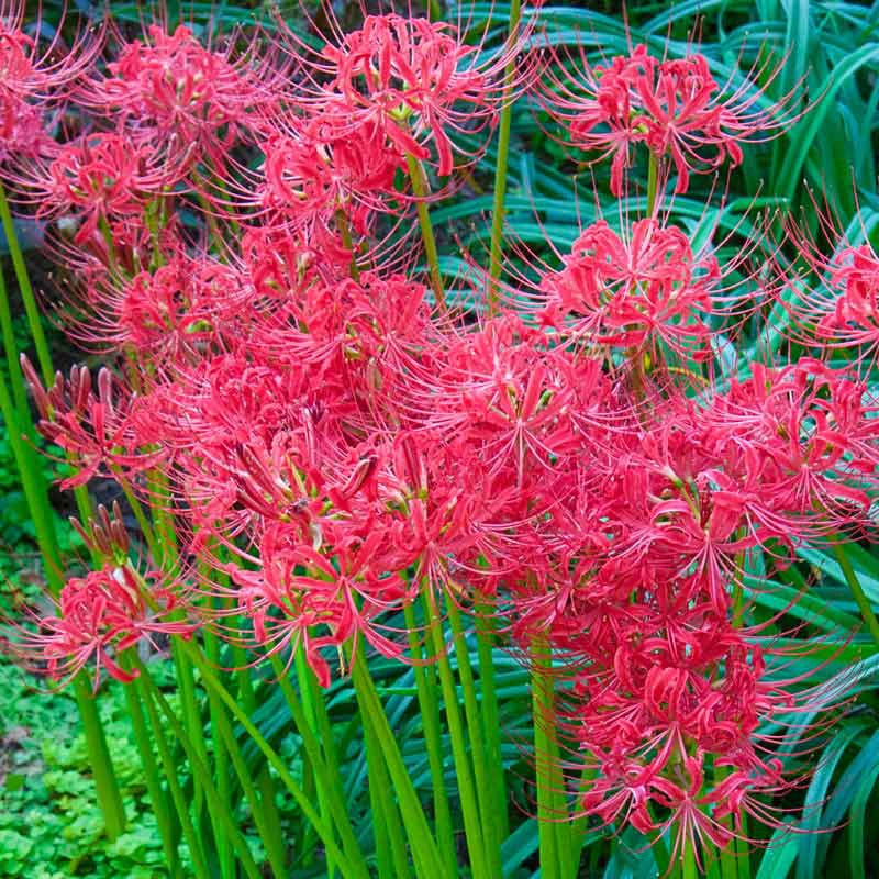 spider lily pink spider plant Red Spider Lily