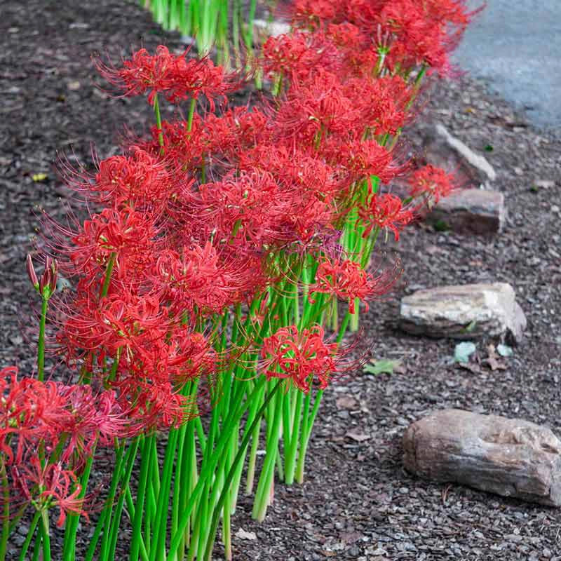 will spider lilies survive in zone 5a in winter Red Spider Lily
