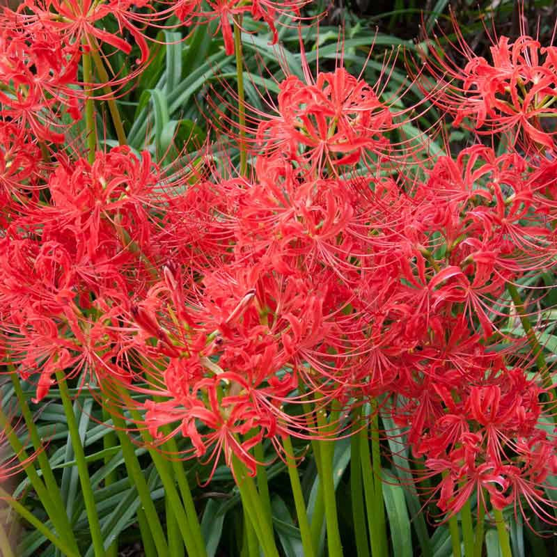 spring hill nursery red spider lily zone 4-10 red Red Spider Lily