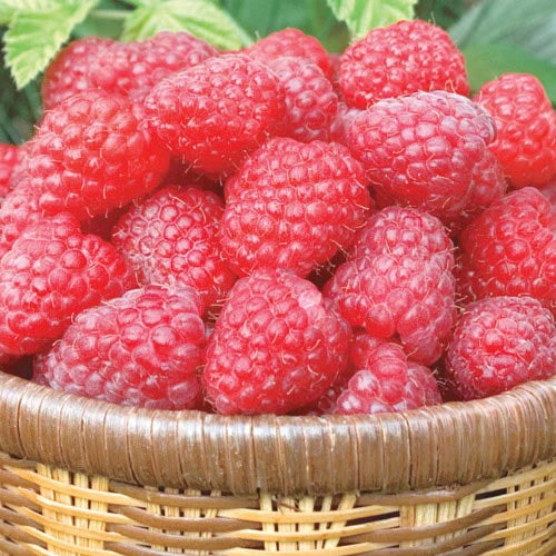 Mammoth Red Raspberry