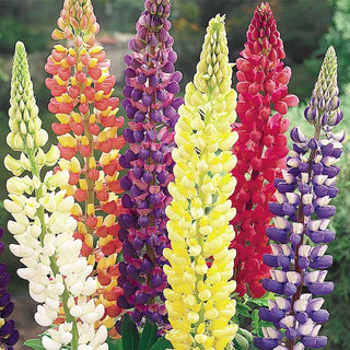 Mixed Lupines