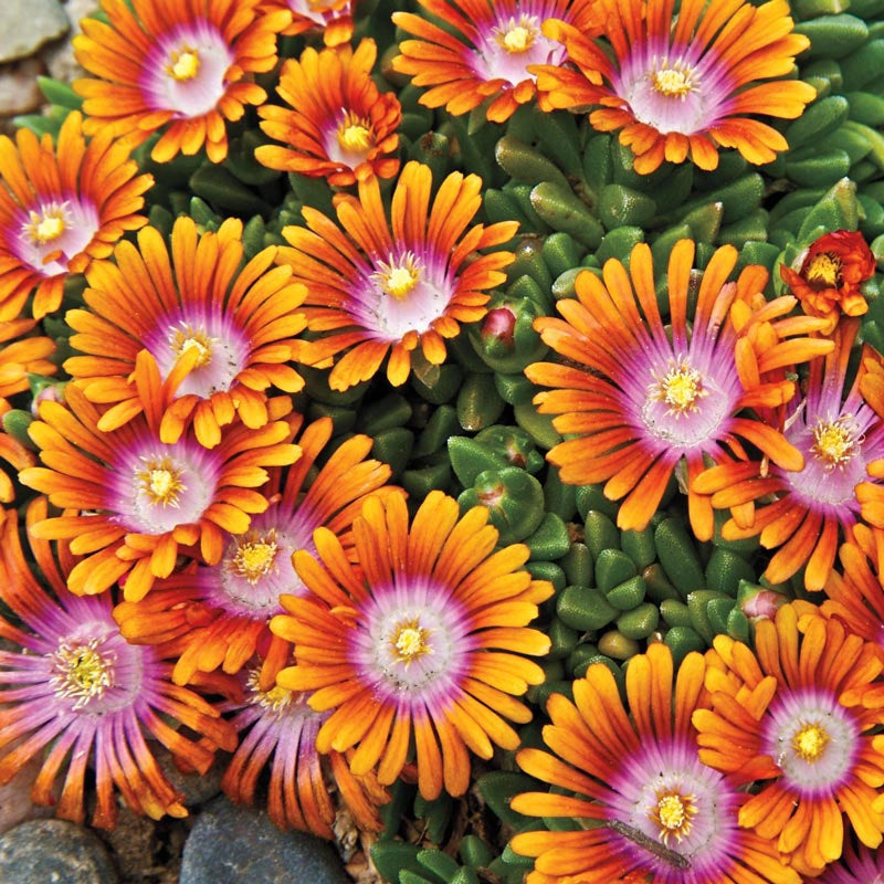 succulent fire and ice Fire Spinner Ice Plant