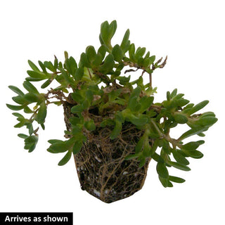 Fire Spinner Ice Plant