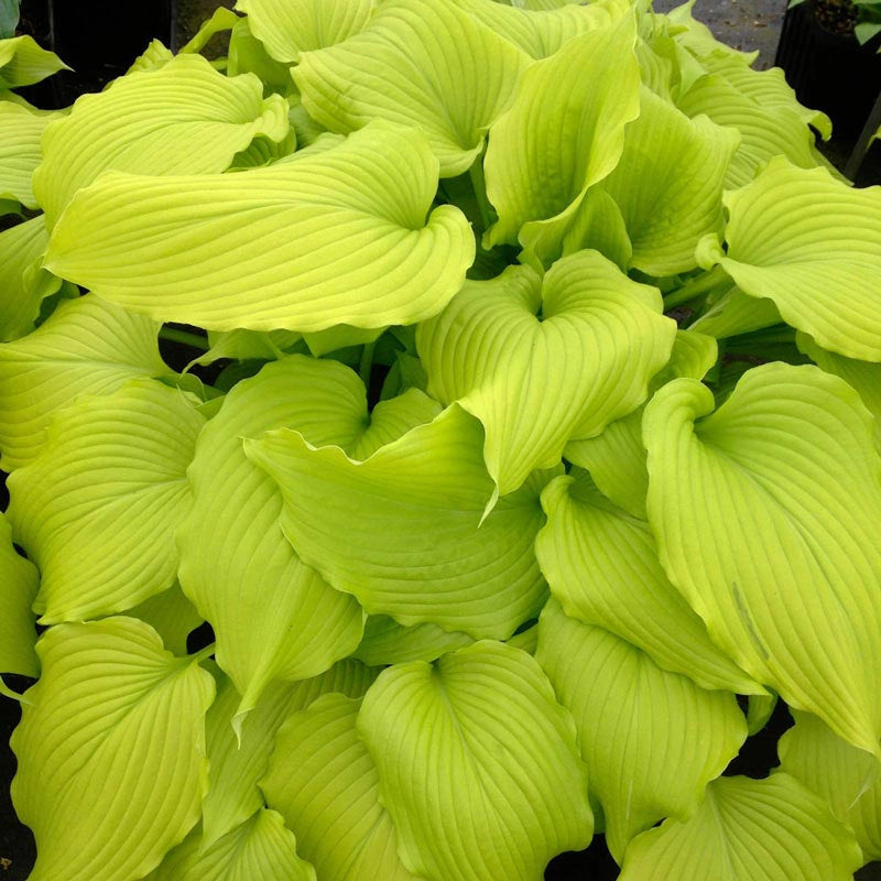 Dancing Queen Hosta