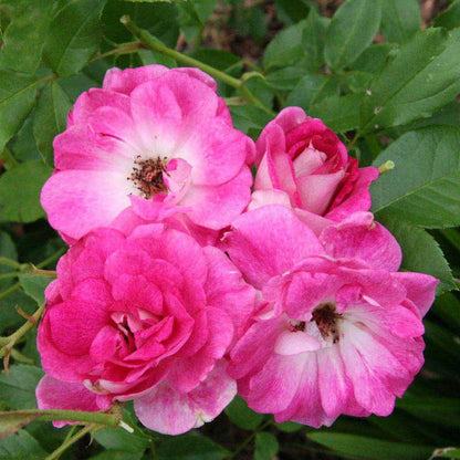 Brilliant Pink Iceberg Floribunda Rose