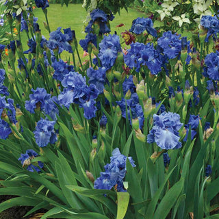 Feed Back Reblooming Iris