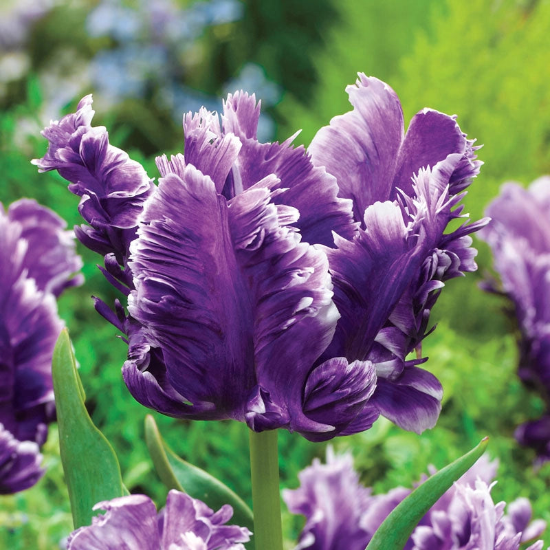 Mysterious Parrot Tulip