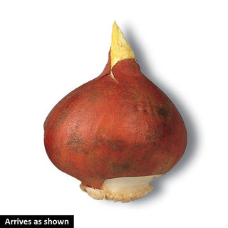 Mysterious Parrot Tulip