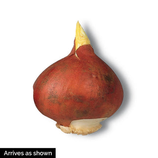 Ice Crystal Tulip Trio