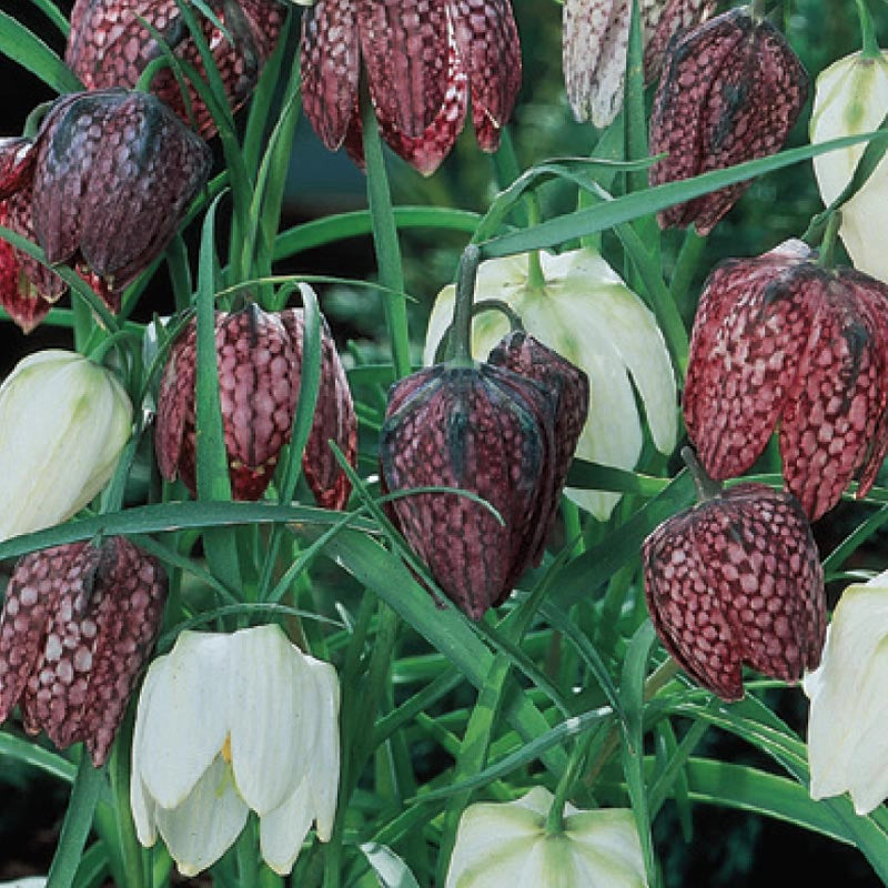 Checkered Lilies