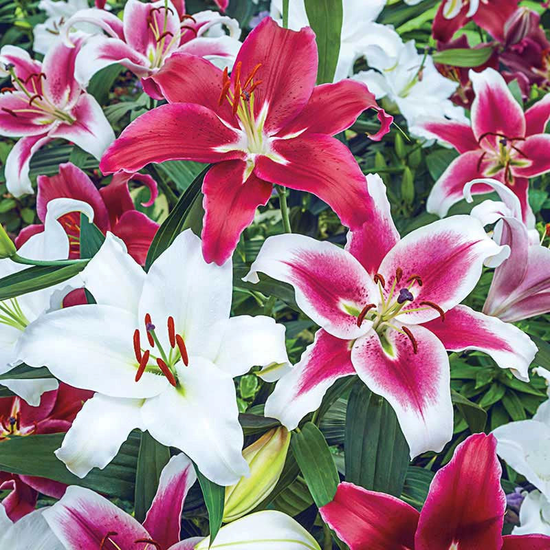 Oriental Lily Mix Lilium Orientalis Spring Hill Nurseries Spring oriental-lily-mix-lilium-orientalis-spring-hill-nurseries-spring