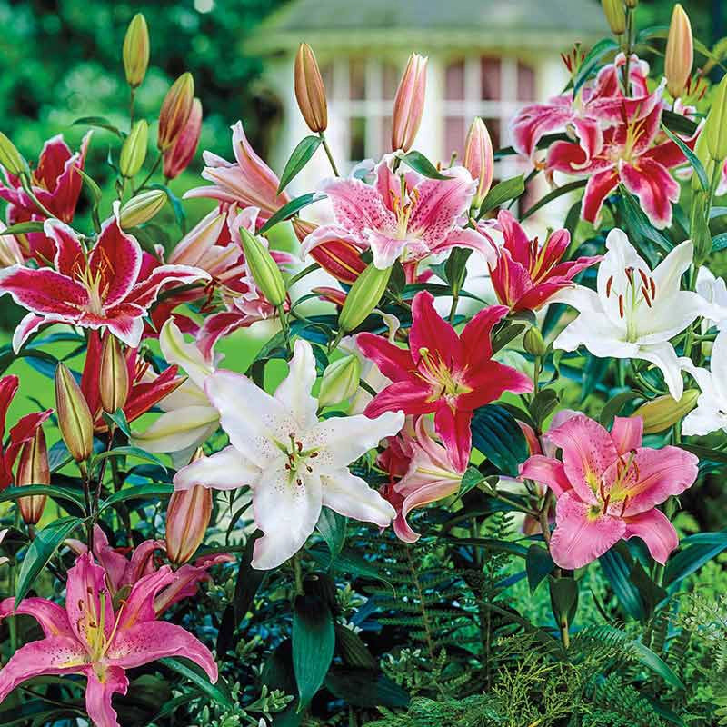 flower oriental lily Oriental Lily Mix | Lilium orientalis