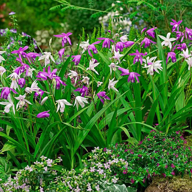 Mixed Hardy Ground Orchids