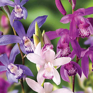 Mixed Hardy Ground Orchids
