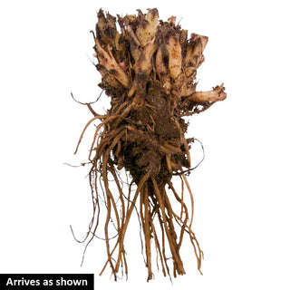 Fernleaf Bleeding Heart