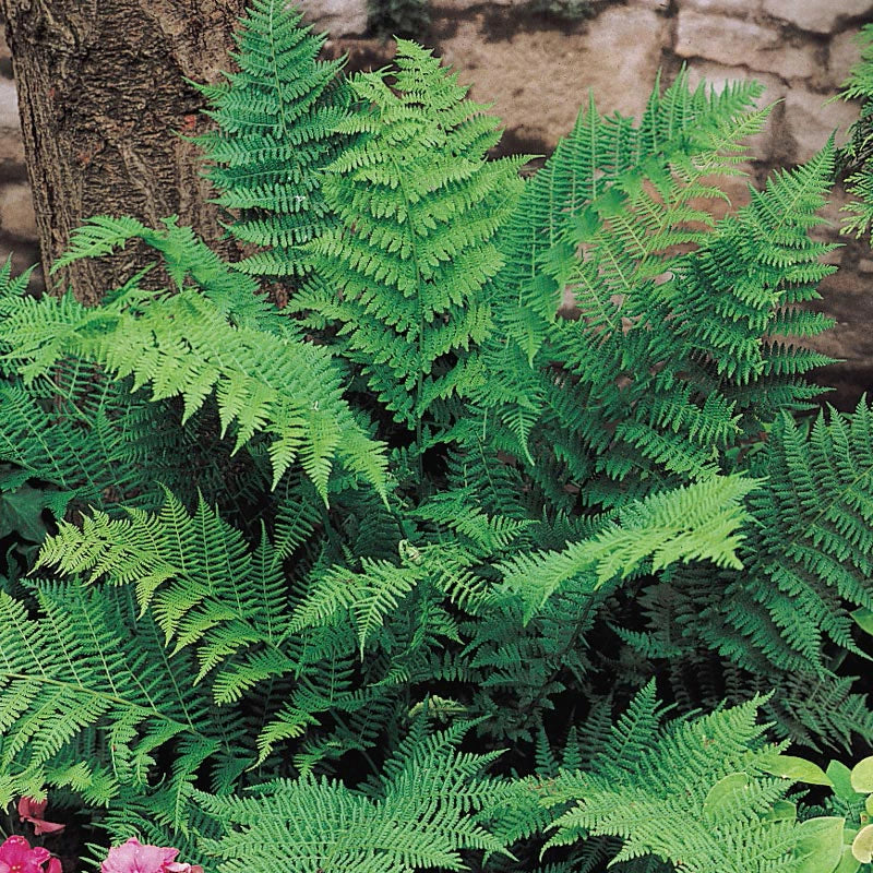 Lady Fern