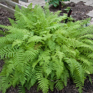 Lady Fern