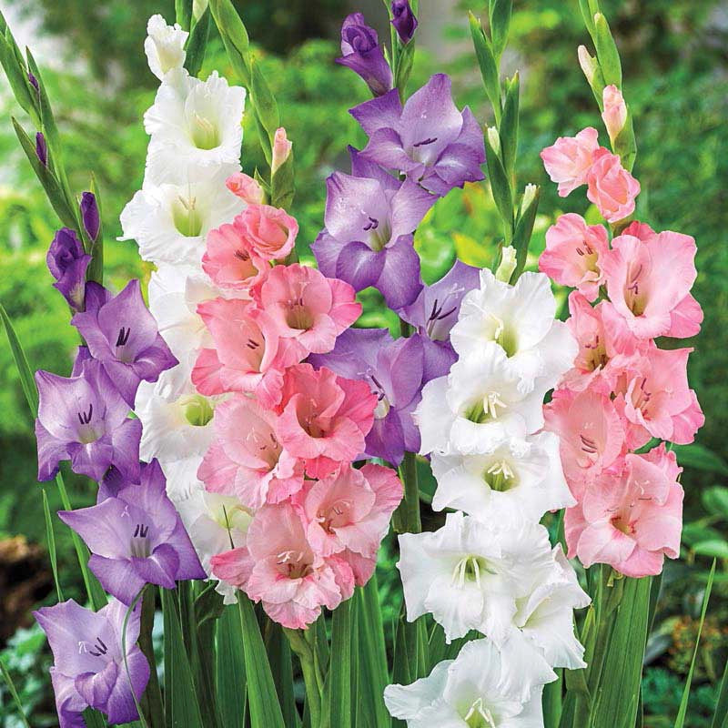 Pastel Gladiolus Mix