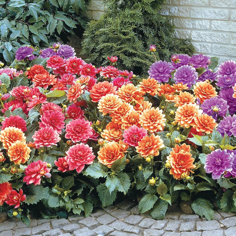 Mixed Border Dahlias