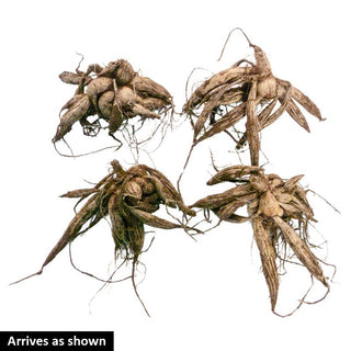 Mixed Border Dahlias