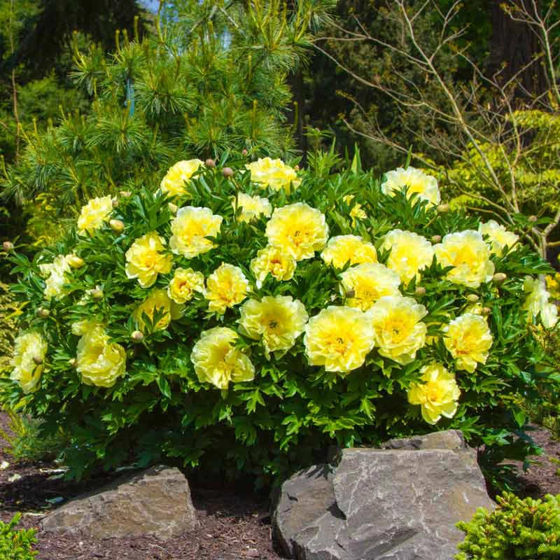 Bartzella Itoh Peony | Spring Hill Nurseries – Spring Hill Nursery