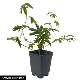 Purple Passion Flower Vine