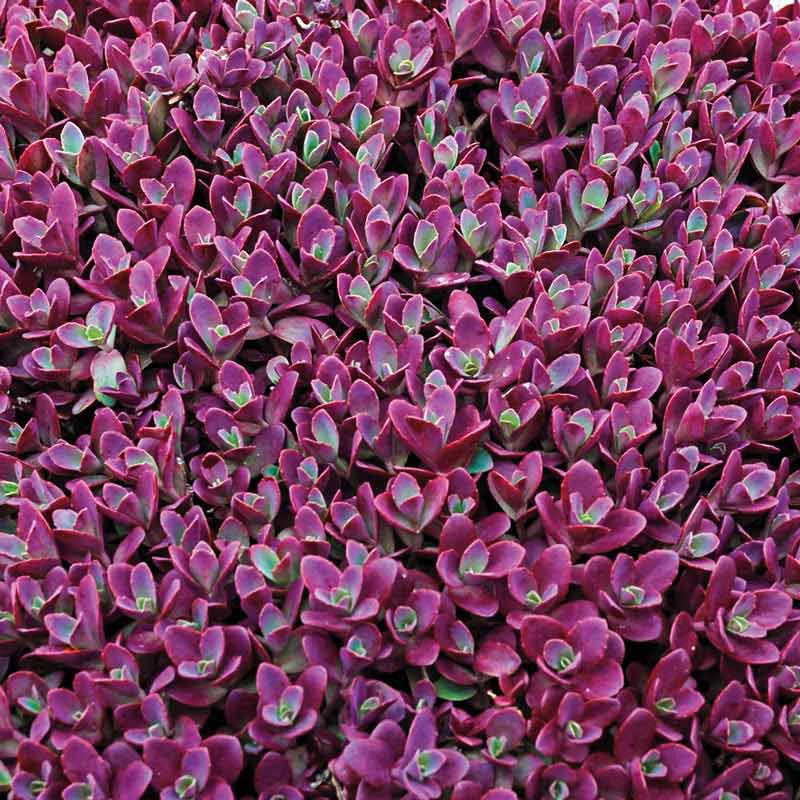 succulent ground cover with purple flowers Firecracker Sedum - Buy Succulent Groundcovers
