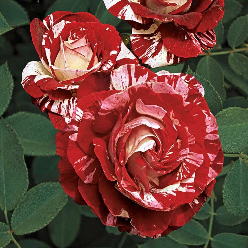 Rock &amp; Roll™ Grandiflora Rose