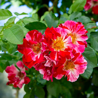 Fourth of July® Climbing Rose