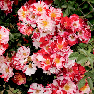 Fourth of July® Climbing Rose