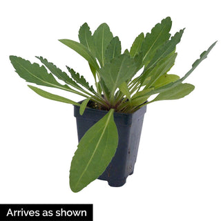 Arizona Red Shades Gaillardia