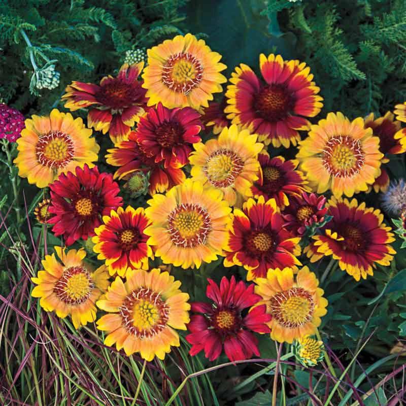 Arizona Sun Gaillardia Collection