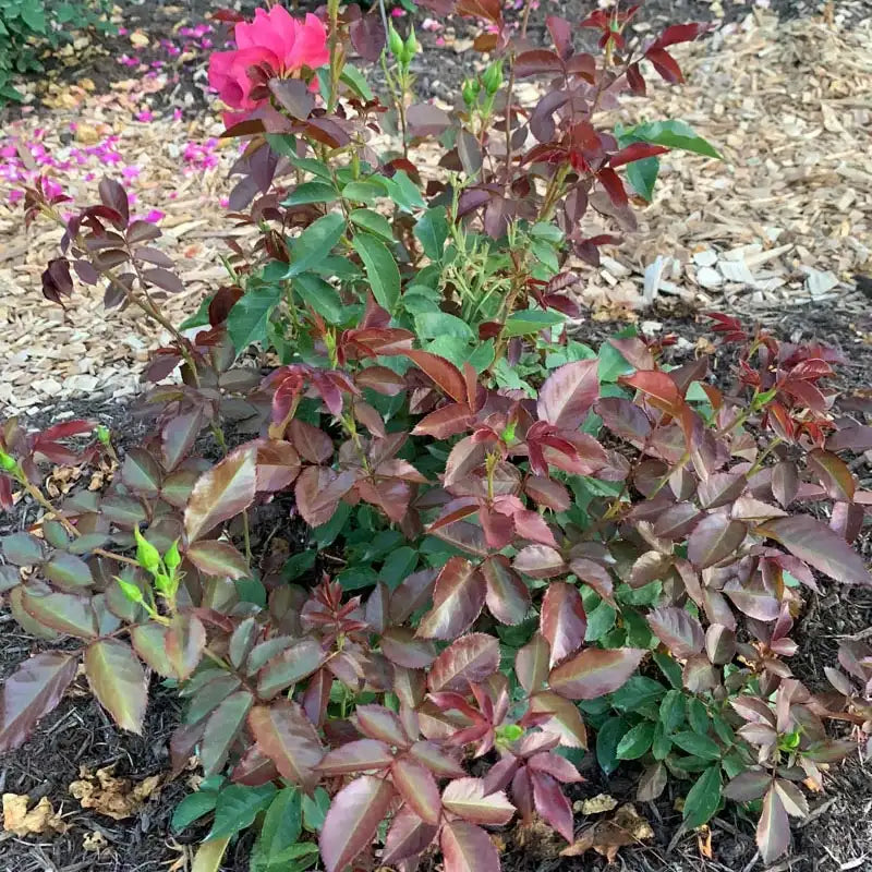 Cinco de Mayo™ Floribunda Rose