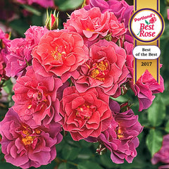 Cinco de Mayo Floribunda Rose - Buy Roses | Spring Hill Nursery