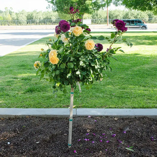 Ebb Tide™ Floribunda Rose