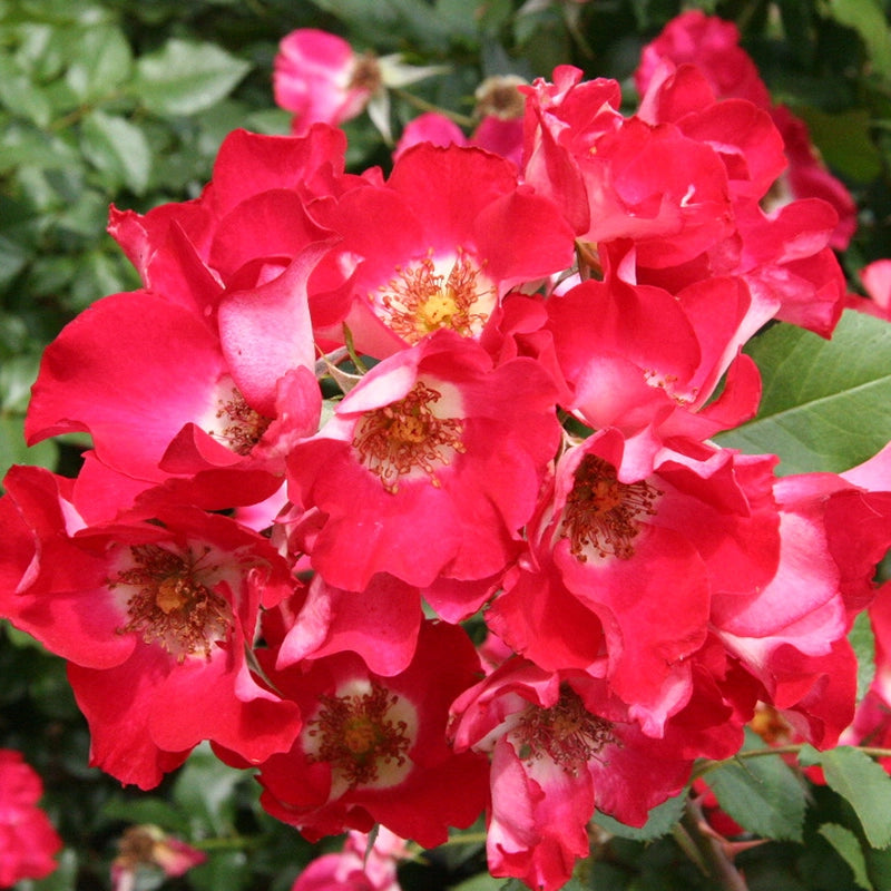 Red Meidiland® Groundcover Rose