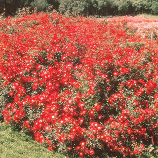 Red Meidiland® Groundcover Rose