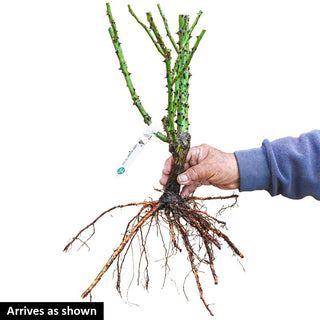 Red Meidiland® Groundcover Rose