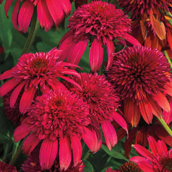 echinacea double scoop cranberry seeds Double Scoop™ Cranberry Coneflower
