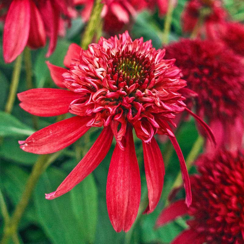 double scoop cranberry echinacea seeds Double Scoop™ Cranberry Coneflower