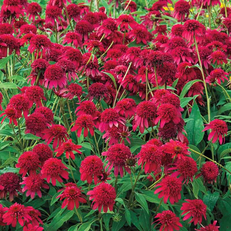 echinacea double scoop cranberry seeds Double Scoop™ Cranberry Coneflower