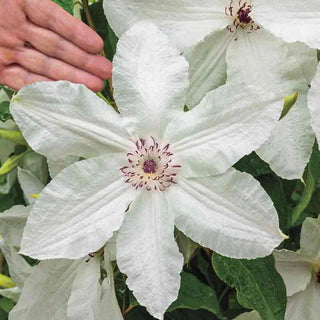 Clematis Beautiful Bride