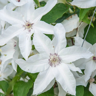 Clematis Beautiful Bride