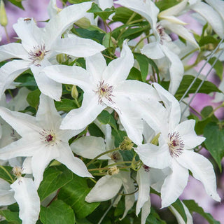 Clematis Beautiful Bride