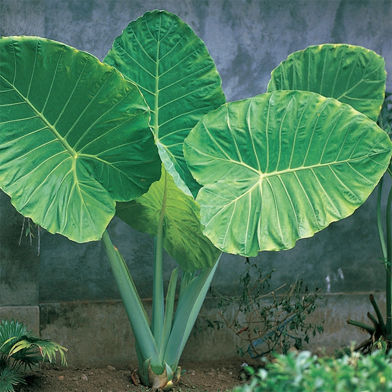 Odora Alocasia (Upright Elephant Ears)